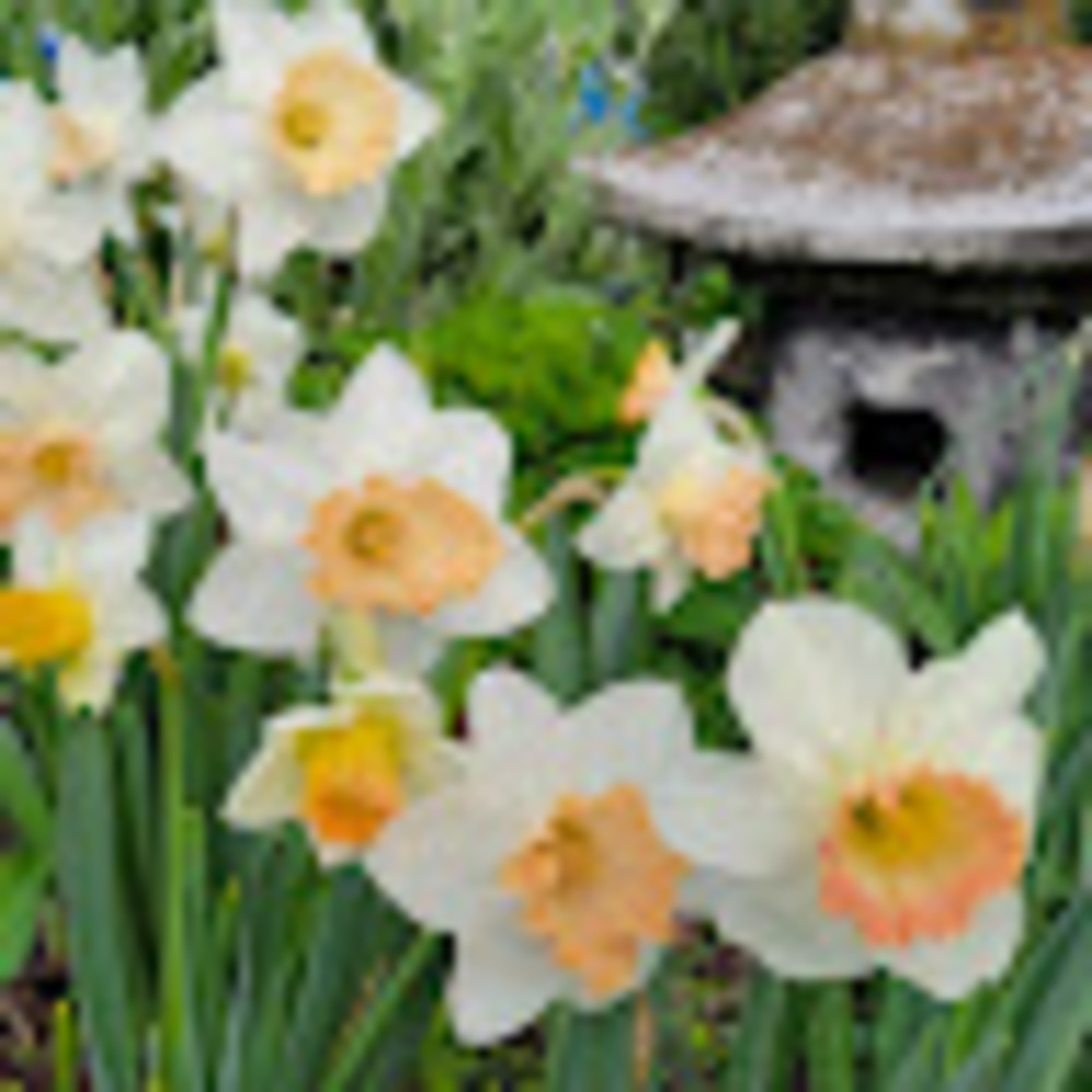 Meet your Posher, Faith